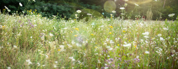 Colorful wildflower meadow wild meadow stock pictures, royalty-free photos & images