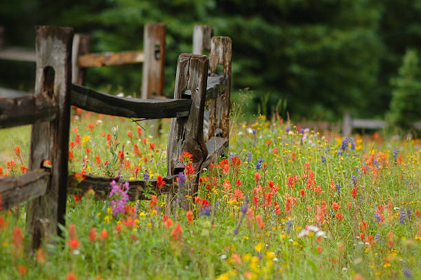 bunte wildlowers in alpinen blumen-wiese mit holz-zaun - wildblumen stock-fotos und bilder