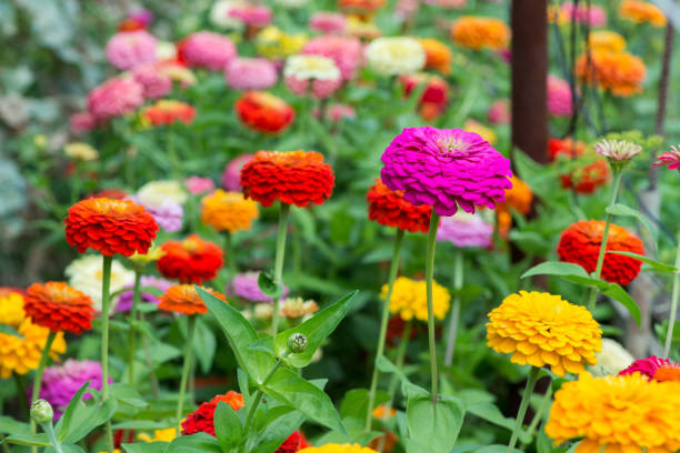 Colorful zinnia flowers blooming in the garden. Blurred background. Copy space Colorful zinnia flowers blooming in the garden. Blurred background. Copy space zinnia stock pictures, royalty-free photos & images