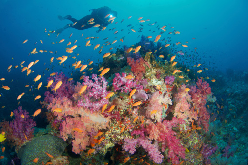 Female dive enjoys reefFiji Islands