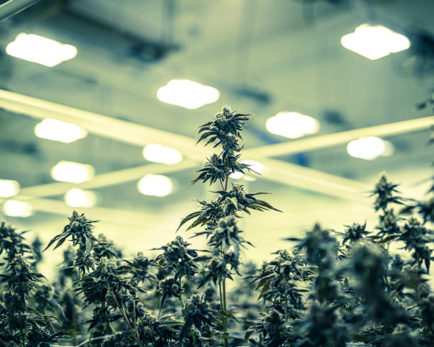 Colorized Marijuana Plant Buds Growing Under Warehouse Lights stock photo