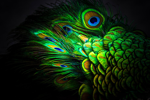 The hypnotic colors and patterns of the peacock captivate the imagination.