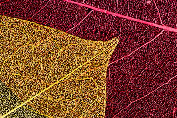 Coloured Dried Leaf stock photo