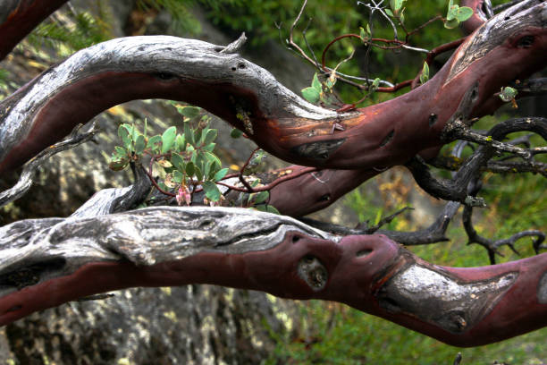 Coloured Eucalyptus branches in Yosemite stock photo