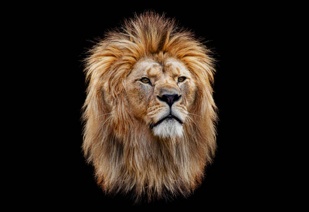 Coloured lion head on a black background stock photo