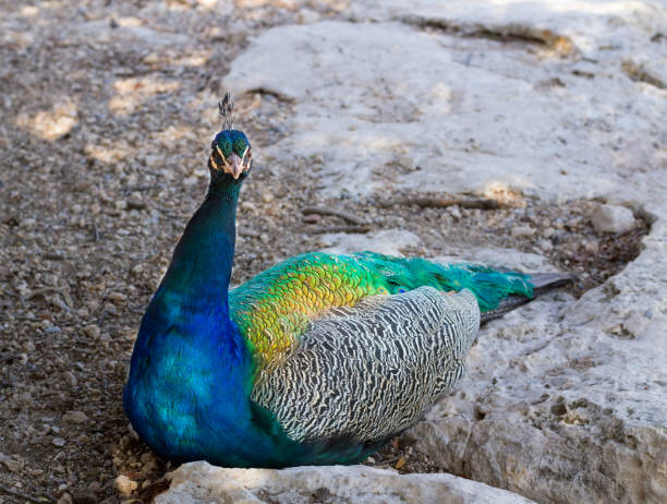 kleurrijke blauwe veelkleurige peacock verbergen in rotsen close-up - vera pauw stockfoto's en -beelden