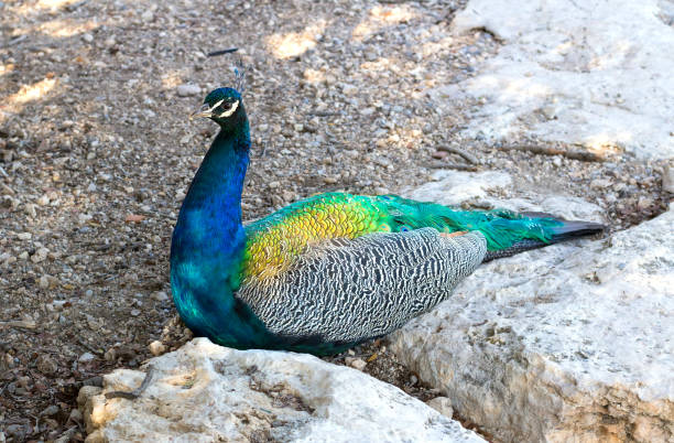 kleurrijke blauwe veelkleurige peacock zit verstopt in zanderige rotsen - vera pauw stockfoto's en -beelden