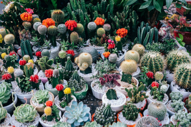 Colourful cactus plants stock photo