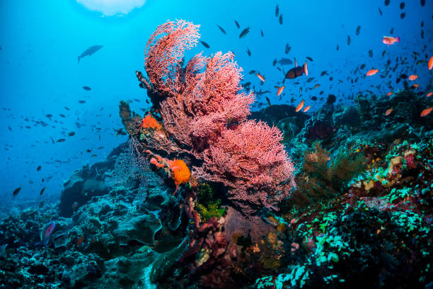 수 중에 물고기와 화려한 산호 장면 - great barrier reef 뉴스 사진 이미지