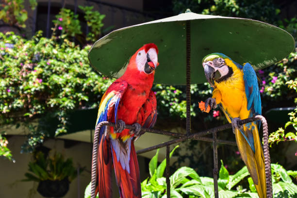 Colourful macaws in Guatemala stock photo
