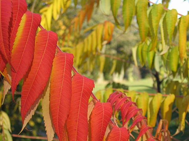 colours of autumn stock photo