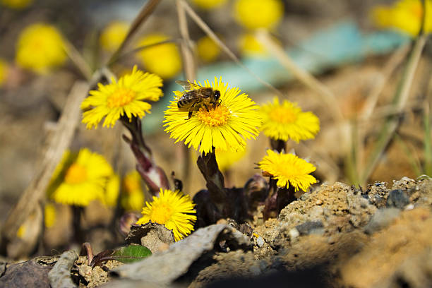 Coltsfoot, the first spring yellow flowers and bee. stock photo