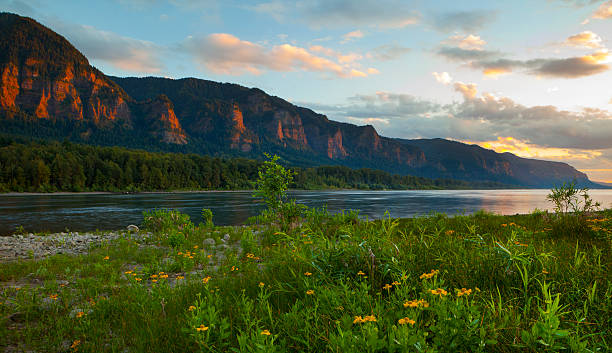 Columbia River Gorge Sunset. Wildflowers on the banks of the Columbia River in the Columbia River Gorge, Washington. columbia river gorge stock pictures, royalty-free photos & images