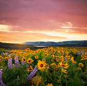 istock Columbia River Gorge Wildflowers Balsamroot. 1300737636