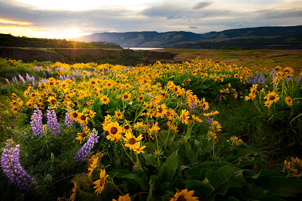 Columbia River Gorge Wildflowers Springtime in the Columbia River Gorge, Oregon. columbia river gorge stock pictures, royalty-free photos & images