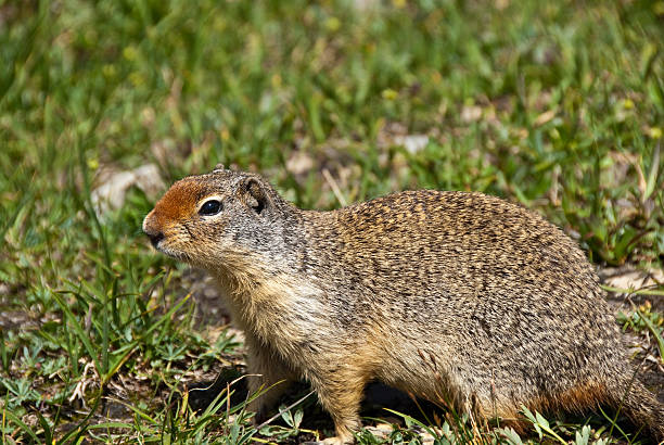 Columbian Ground Squirrel The Columbian Ground Squirrel (Urocitellus columbianus), is a species of rodent which includes marmots, chipmunks, prairie dogs and other squirrels. it is the second largest member of the genus urocitellus and is common to certain regions of canada and the northwestern united states. it's habitat includes open woodlands, grasslands and alpine meadows. the ground squirrel's diet is mostly made up of grasses and plant parts like stems, leaves, bulbs, fruits and seeds. this columbian ground squirrel was photographed by the Hidden Lake Trail in Glacier National Park, Montana, USA. jeff goulden squirrel stock pictures, royalty-free photos & images