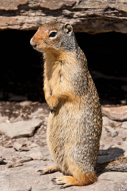 Columbian Ground Squirrel Standing on its Hind Legs The Columbian Ground Squirrel (Urocitellus columbianus), is a species of rodent which includes marmots, chipmunks, prairie dogs and other squirrels. it is the second largest member of the genus urocitellus and is common to certain regions of canada and the northwestern united states. it's habitat includes open woodlands, grasslands and alpine meadows. the ground squirrel's diet is mostly made up of grasses and plant parts like stems, leaves, bulbs, fruits and seeds. this columbian ground squirrel was photographed by the Hidden Lake Trail in Glacier National Park, Montana, USA. jeff goulden glacier national park stock pictures, royalty-free photos & images