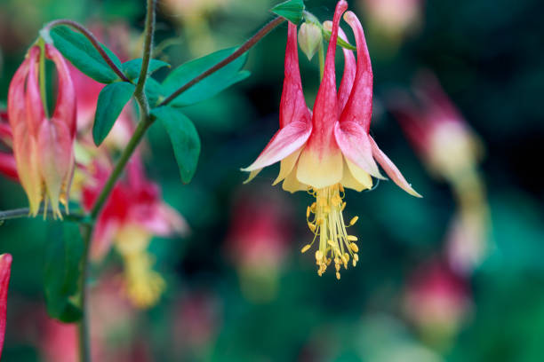 9,618 Columbine Stock Photos, Pictures & Royalty-Free Images - iStock