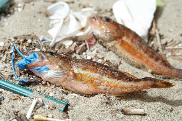Comber perch fish dead eating plastic rubber disposal glove trash on a debris contaminated sea habitat.Nature pollution Comber perch fish dead eating plastic rubber disposal glove trash on a debris contaminated sea habitat.Nature pollution. dead animal stock pictures, royalty-free photos & images