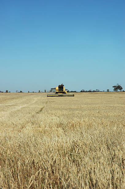 Combine harvester barley field, paddock stock photo