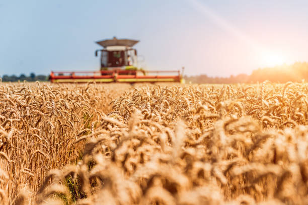 Combine harvester in action on wheat field. Process of gathering a ripe crop. Combine harvester in action on wheat field. Process of gathering a ripe crop from the fields. crop yield stock pictures, royalty-free photos & images