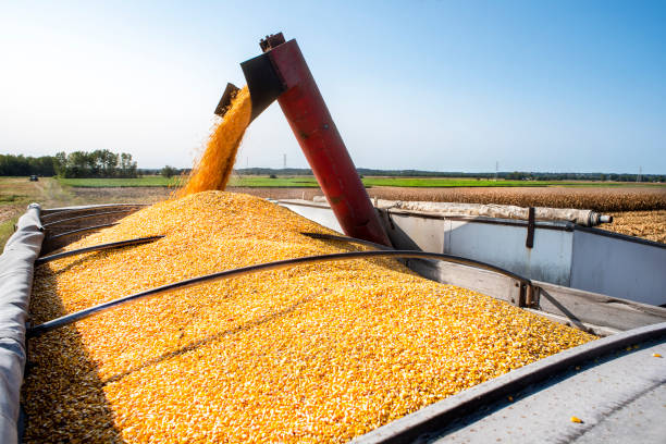 Combine harvester loading raw yellow corn kernels into semi-truck during corn harvest in corn field stock photo