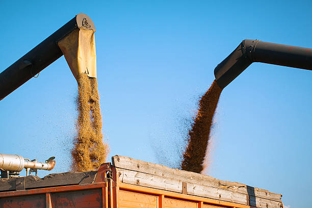 combine harvester pours grain stock photo