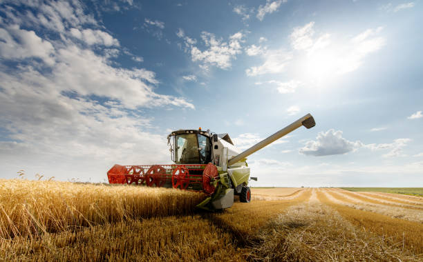 A combine harvester working in a wheat field stock photo