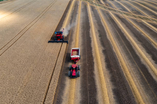 Combine harvesting in a field of golden wheat, Caledon, Canada stock photo