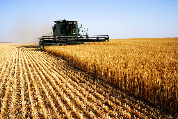 combine harvesting in a field of golden wheat - landbouw stockfoto's en -beelden