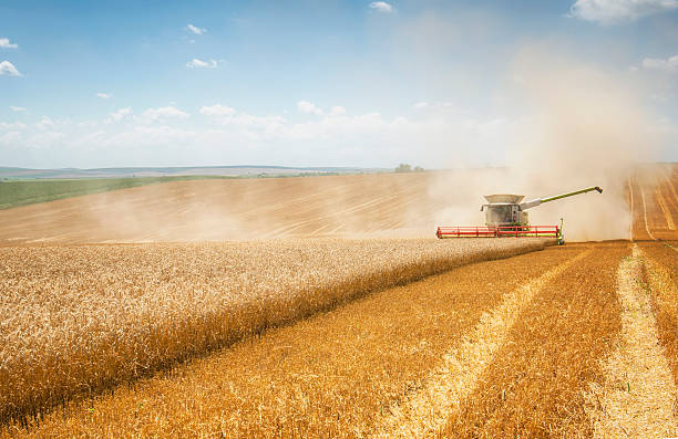 combine harvesting wheat - gewas stockfoto's en -beelden