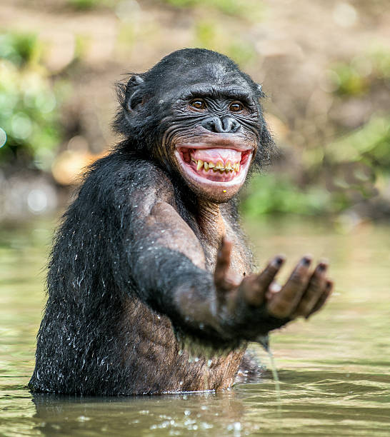 Come with me Smiling Bonobo in the water.  Bonobo in the water with pleasure and smiles. Bonobo standing in pond looks for the fruit which fell in water. Bonobo (Pan paniscus). Democratic Republic of Congo. Africa laughing monkey stock pictures, royalty-free photos & images