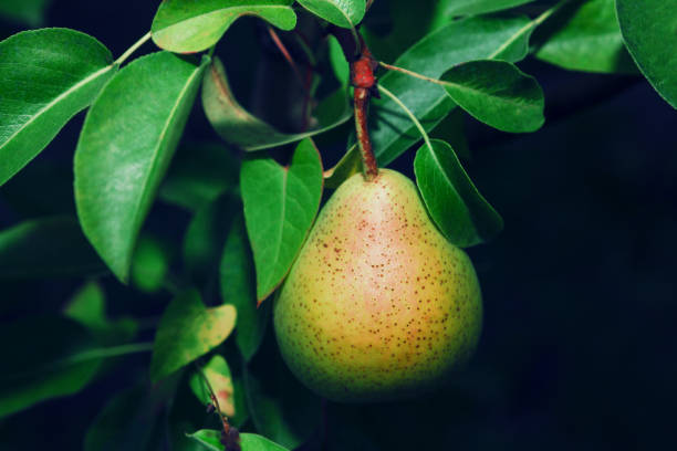 Comice pear with green leaves on the branch stock photo
