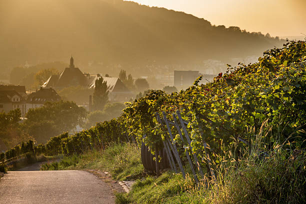 Coming home Atmospheric path along a vineyard, leading to a little town in the haze baden württemberg stock pictures, royalty-free photos & images