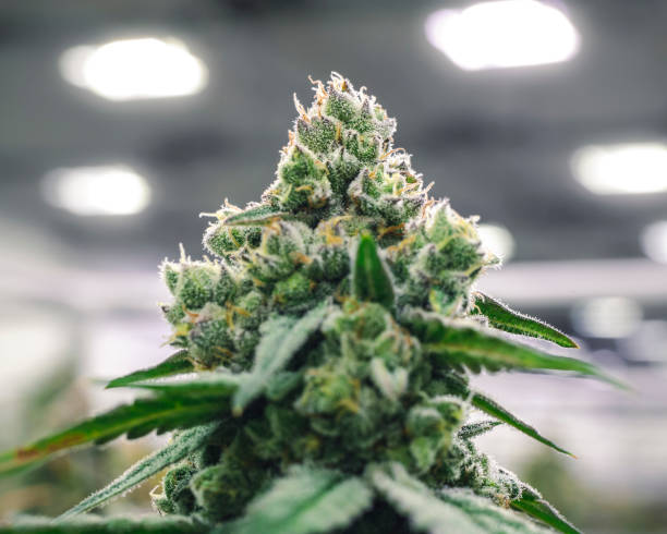 Commercial Marijuana Industry Bud on Plant at Grow Operation Warehouse stock photo