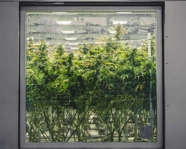 Commercial Warehouse for Marijuana Industry Grow Room Window stock photo