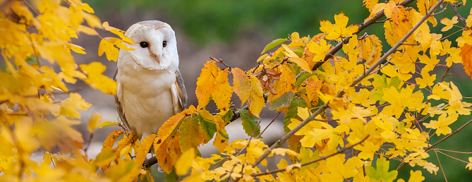 Common Barn Owl, Tyto alba, in the yellow leaves of a tree during Autumn or Fall