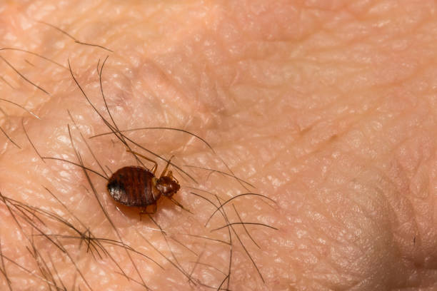 Common Bed Bug (Cimex lectularius) A close up of a Common Bed Bug found in Connecticut bed bugs bite human  stock pictures, royalty-free photos & images
