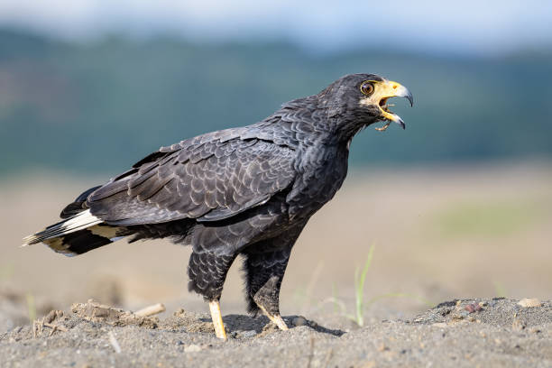 Common black hawk on the riverbank of the Tarcoles River in Costa Rica stock photo