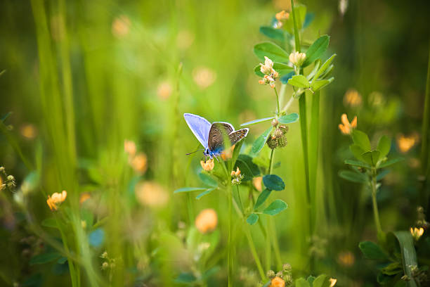 Common Blue Butterfly (Polyommatus icarus) nectaring on wildflower Common Blue Butterfly (Polyommatus icarus) nectaring on meadow with wildflower biodiversity stock pictures, royalty-free photos & images