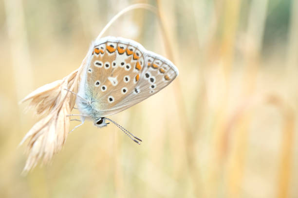 gemeenschappelijke blue butterfly - reigate stockfoto's en -beelden