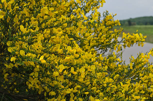 common broom Common broom scotch broom stock pictures, royalty-free photos & images