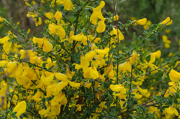 common broom Common broom scotch broom stock pictures, royalty-free photos & images