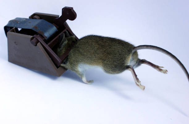 Common brown house mouse caught dead in trap using bait. Photo on white background still sitting in the trap. Common brown house mouse caught dead in trap using bait. Photo on white background still sitting in the trap. dead squirrel stock pictures, royalty-free photos & images