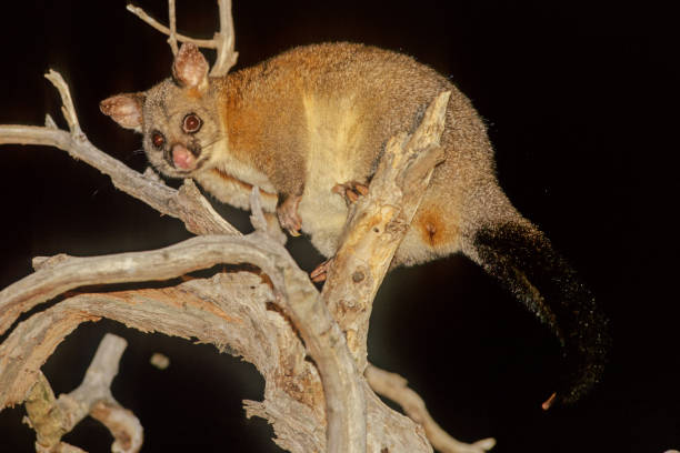 Common brushtail possum The common brushtail possum (Trichosurus vulpecula, from the Greek for "furry tailed" and the Latin for "little fox", previously in the genus Phalangista virginia opossum stock pictures, royalty-free photos & images