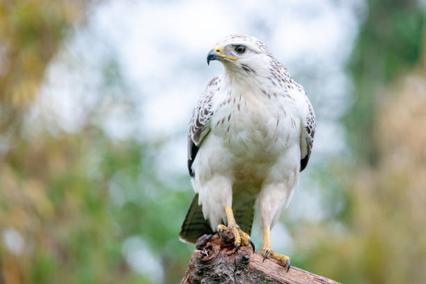 Common Buzzard is perching on a branch stock photo
