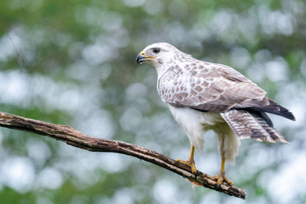 Common Buzzard is standing on a branch stock photo