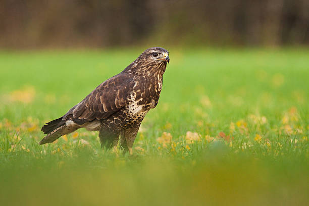 Common buzzard sitting on the filed stock photo