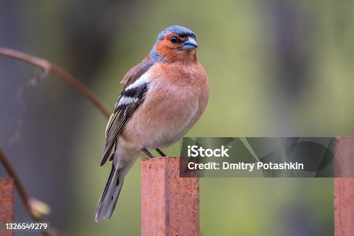 istock Common chaffinch, Fringilla coelebs, sits on an iron fence in spring on green background. Common chaffinch in wildlife. 1326549279
