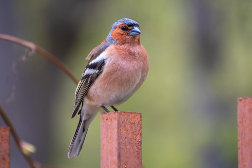 Common chaffinch sits on an iron fence in spring on green background. Beautiful songbird Common chaffinch in wildlife. The common chaffinch or simply the chaffinch, latin name Fringilla coelebs.